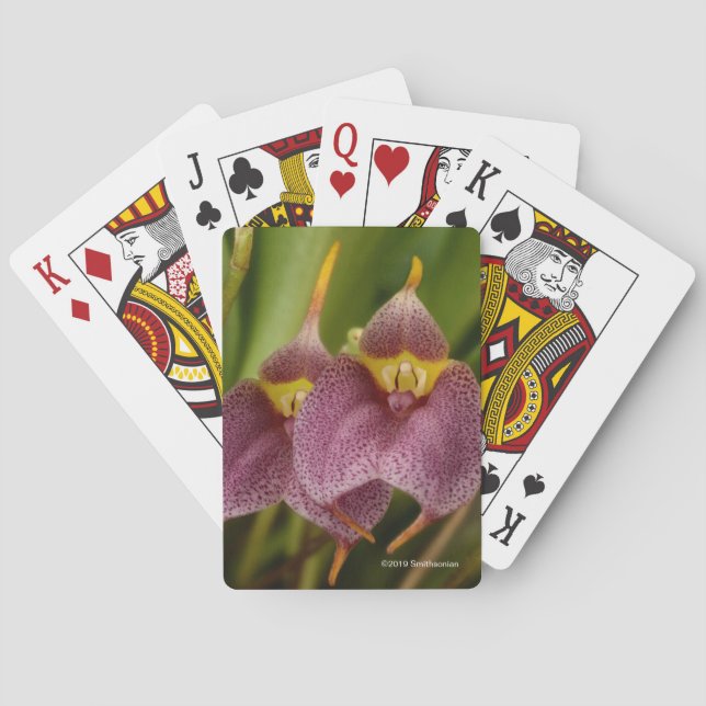 Masdevallia Poker Cards (Back)