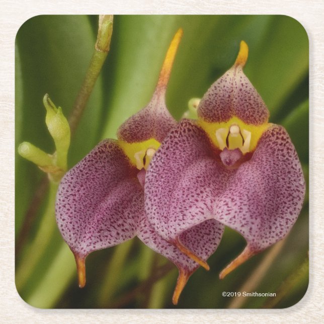 Masdevallia Square Paper Coaster (Front)