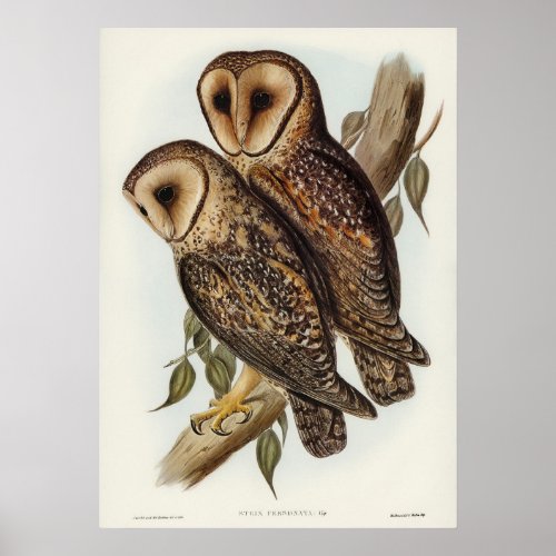 Masked Barn Owl by Elizabeth Gould Poster