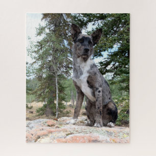 Masked Brindle Cattle Dog Observes Scene Jigsaw Puzzle