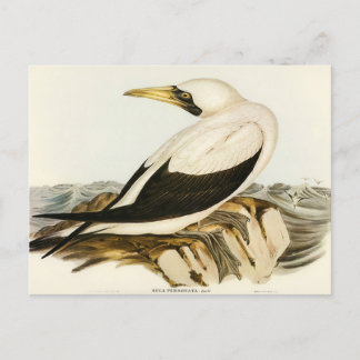 Masked Gannet by Elizabeth Gould Postcard