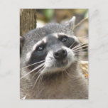 Masked Raccoon Postcard