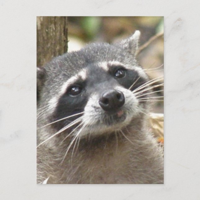 Masked Raccoon Postcard (Front)