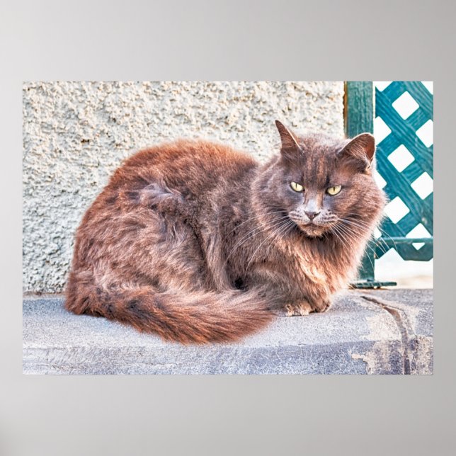 Maspalomas Cat Poster (Front)