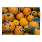 Massachusetts, Salisbury, pumpkins, autumn (Front Horizontal)