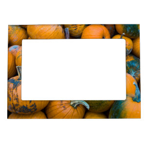 Massachusetts, Salisbury, pumpkins, autumn Magnetic Picture Frame