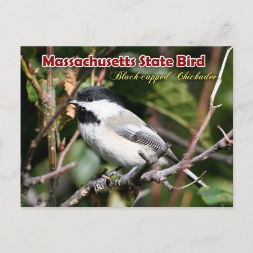 Massachusetts State Bird _ Black_capped Chickadee Postcard