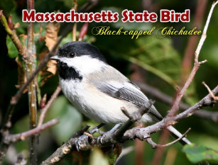 massachusetts state bird gifts