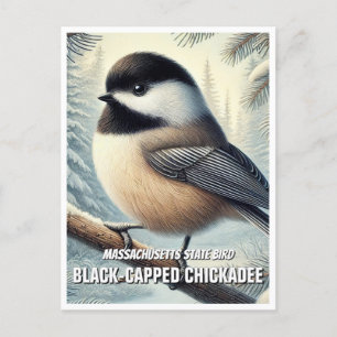 Massachusetts State Bird Black-capped Chickadee Postcard