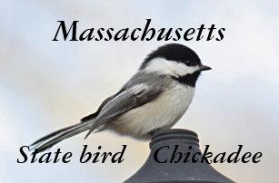 massachusetts state bird home