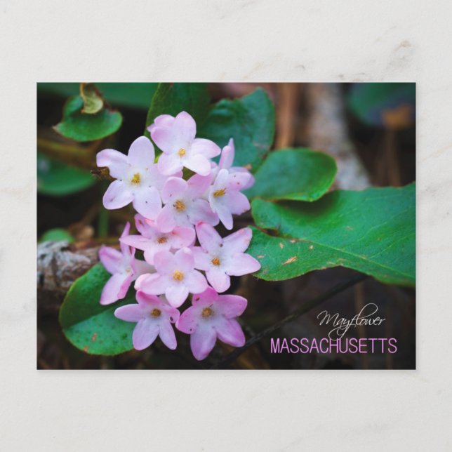 Massachusetts State Flower: Mayflower Postcard (Front)