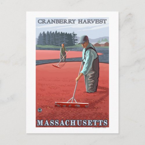 MassachusettsCranberry Bog Harvest Postcard