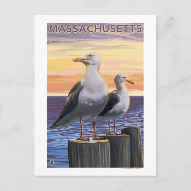 MassachusettsSea Gulls Scene Postcard (Front)