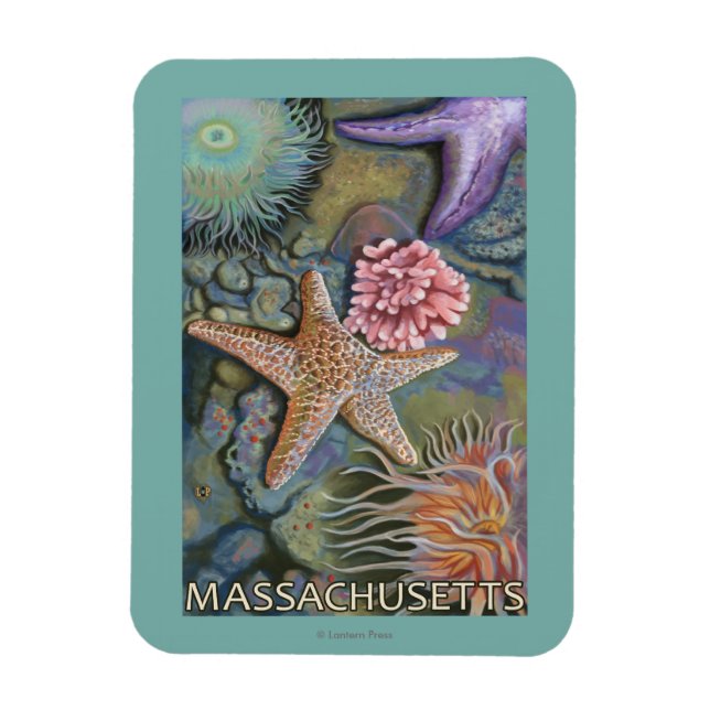 MassachusettsTidepool Scene Magnet (Vertical)