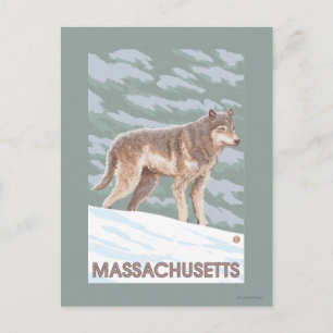 MassachusettsWolf Scene Postcard
