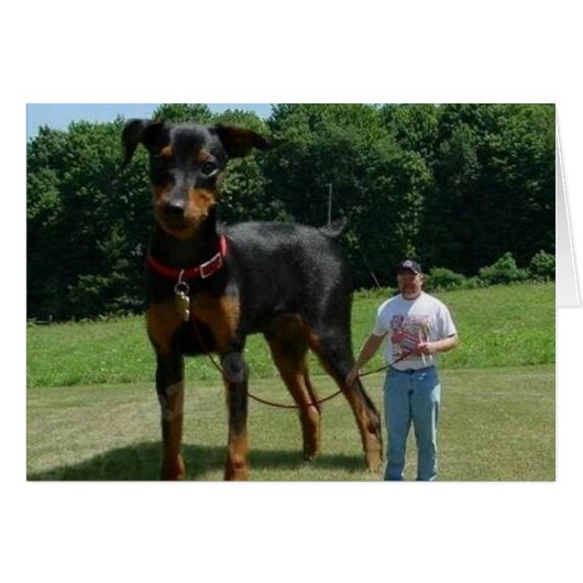 Massive Dog Cards (Front Horizontal)