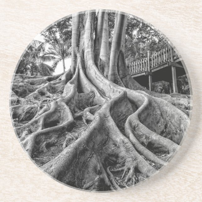 Massive rubber tree roots drink coaster (Front)