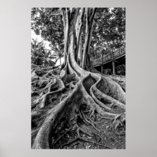 Massive rubber tree roots poster