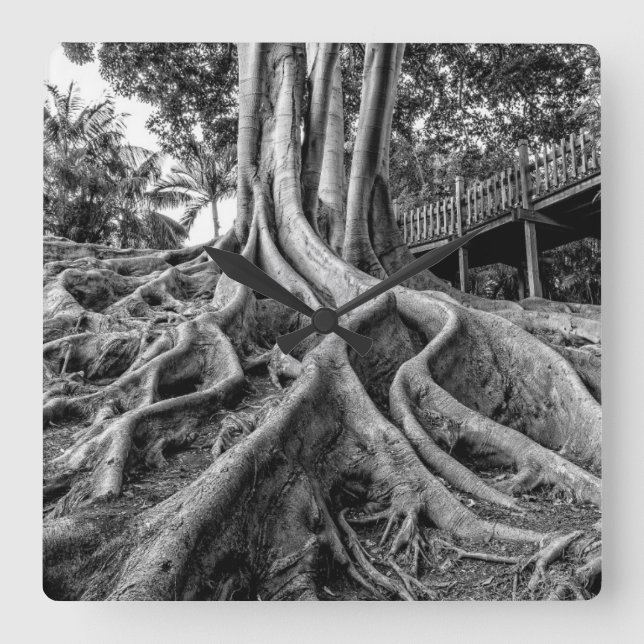 Massive rubber tree roots square wall clock (Front)