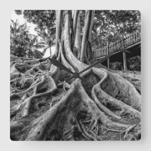 Massive rubber tree roots square wall clock