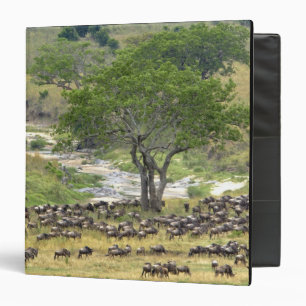 Massive Wildebeest herd during migration, Binder