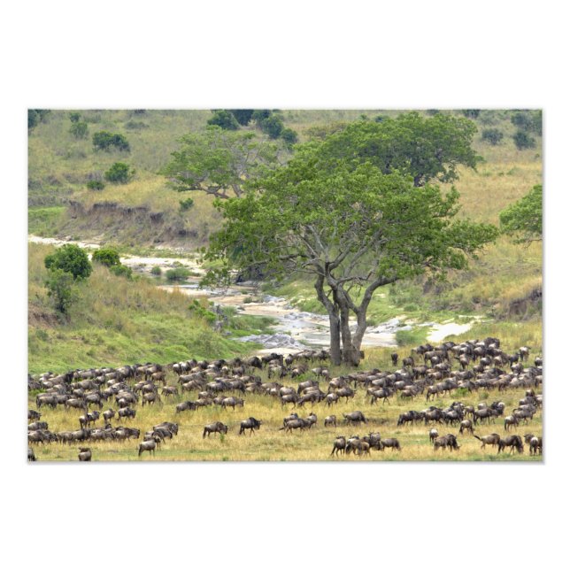 Massive Wildebeest herd during migration, Photo Print (Front)