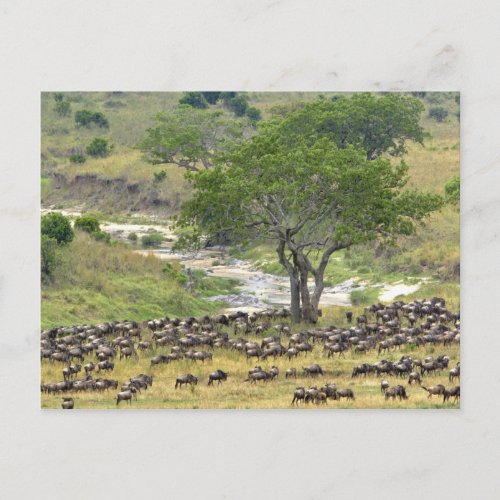 Massive Wildebeest herd during migration Postcard