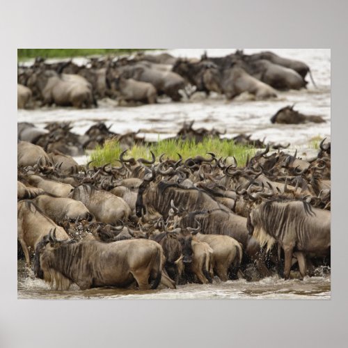 Massive Wildebeest herd during migration Poster