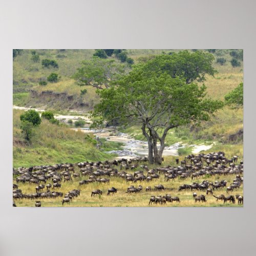 Massive Wildebeest herd during migration Poster