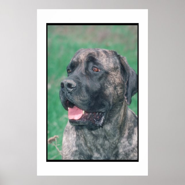Mastiff Brindle Poster (Front)