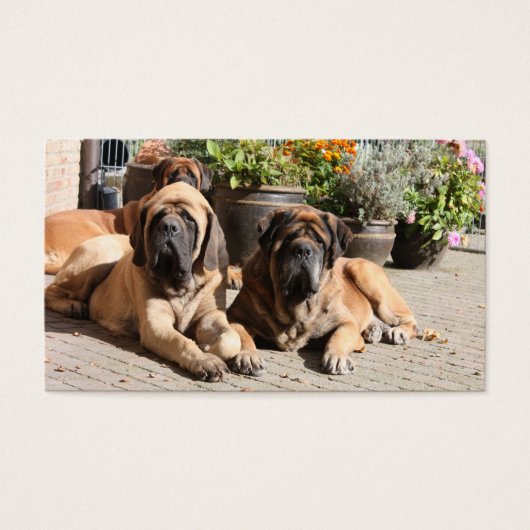 Mastiff Business Cards (Front)
