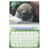 Mastiff Calendar (Mar 2025)