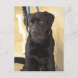 Mastiff/Chocolate Labrador Retriever Postcards