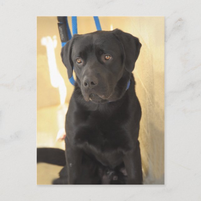 Mastiff/Chocolate Labrador Retriever Postcards (Front)