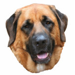 Mastiff Dog Face  Cutout<br><div class="desc">Lovable Mastiff dog face photo sculpture refrigerator magnet.</div>