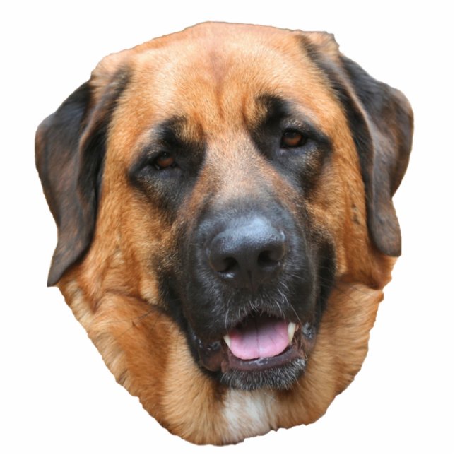 Mastiff Dog Face  Cutout (Front)