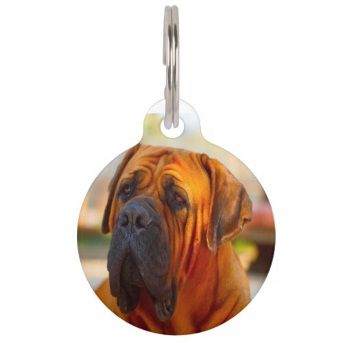 Mastiff Dog Pet ID Tag