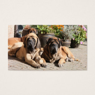 Mastiff English Mastiff Father's Day