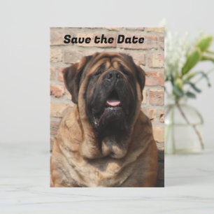 Mastiff English Mastiff Father's Day  Invitation