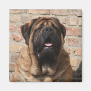 Mastiff English Mastiff Father's Day  Magnet