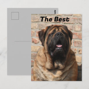 Mastiff English Mastiff Father's Day  Postcard