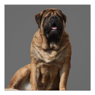 Mastiff Father's Day Best Friends  Poster