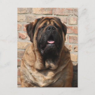 Mastiff Father's Day English Mastiff, Postcard