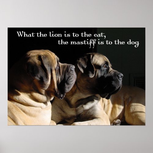 Mastiff Pair Poster