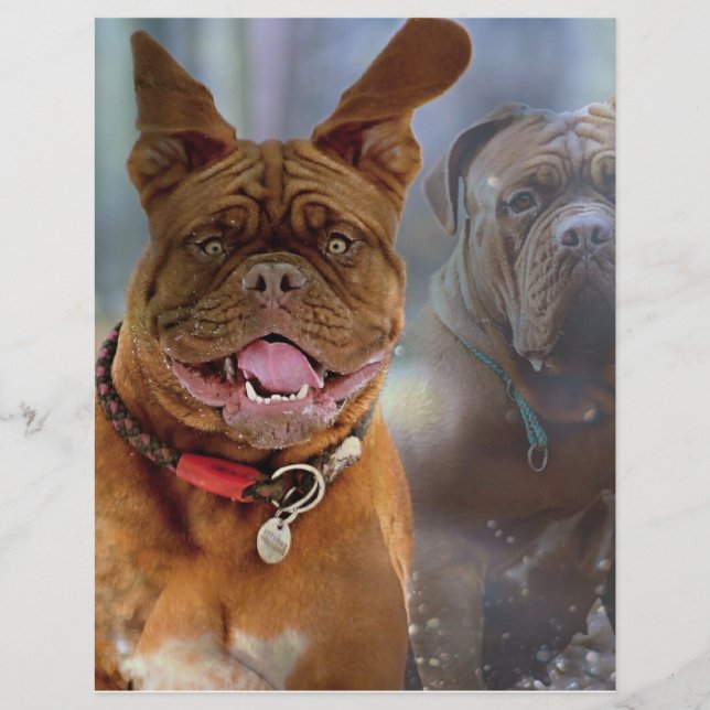Mastiff Plus Paper (Front)