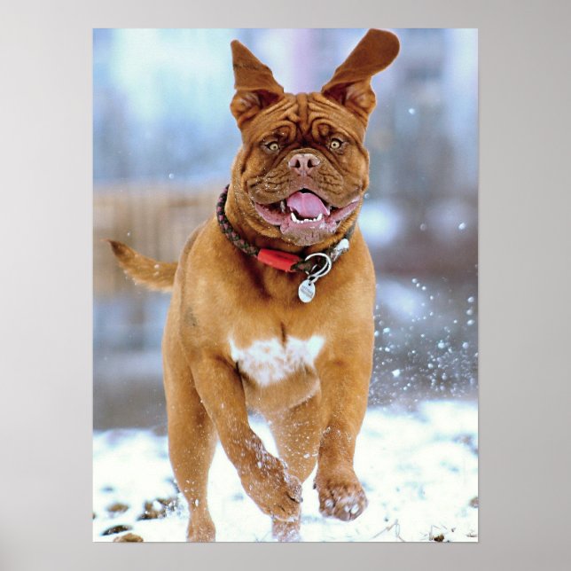 Mastiff Plus Poster (Front)