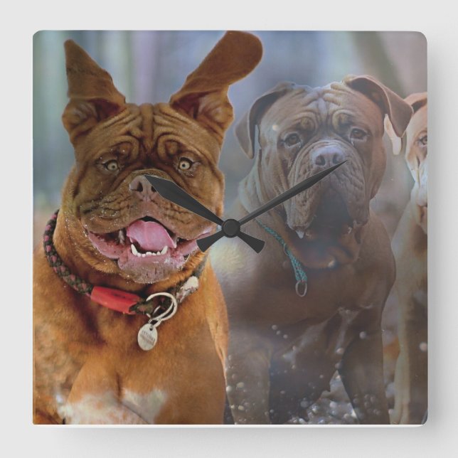 Mastiff Plus Square Wall Clock (Front)