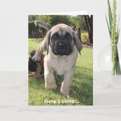 Mastiff puppy coming to wish you a happy v_day holiday card