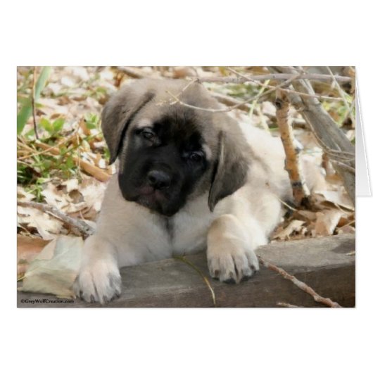 Mastiff puppy in woods cards (Front Horizontal)