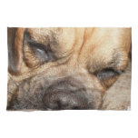 Mastiff Puppy Kitchen Towel